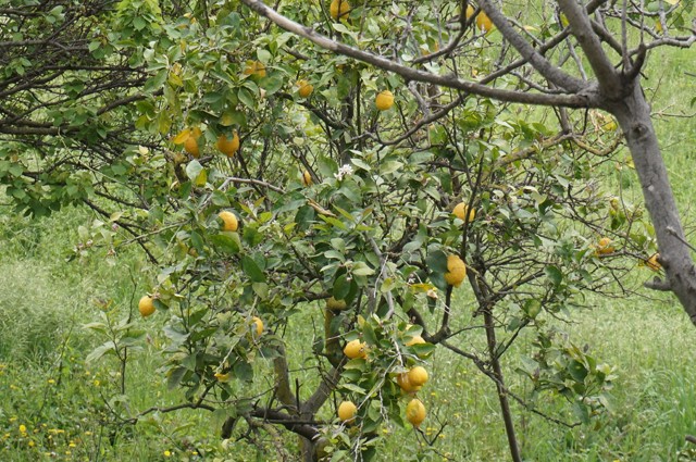 lamai