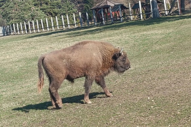 zimbru
